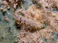 Holothuria cf. squamifera