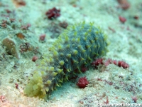 Holothuria cf. verrucosa