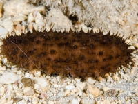 Holothuria difficilis