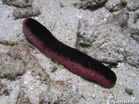 Holothuria edulis