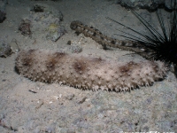 Holothuria fuscocinarea