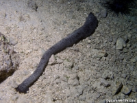 Holothuria leucospilota