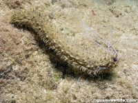 Holothuria olivacea