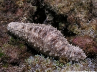 Holothuria pardalis