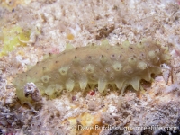 Holothuria pervicax 2