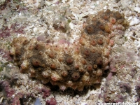 Holothuria pervicax