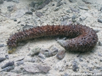 Holothuria sp. 4 aff. impatiens