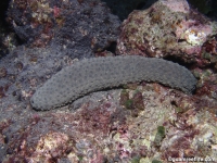 Holothuria turriscelsa