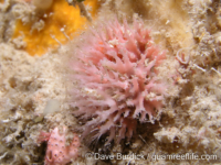 Homotrema rubra