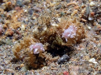 Lybia caestifera