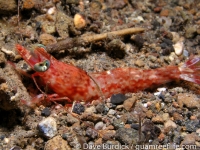 Metapenaeopsis sp. 3