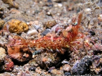 Metapenaeopsis sp. K