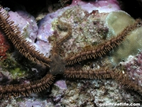 Ophiomastix palaoensis