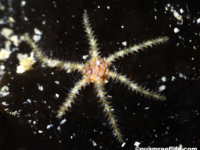 Ophiothela cf. danae