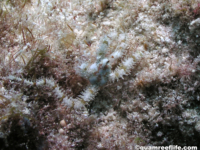Ophocomidae sp. A