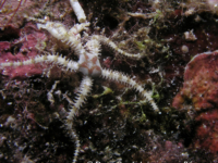 Ophocomidae sp. A