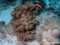 Pachyseris rugosa (Palau)