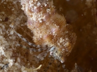 Pagurixus haigae