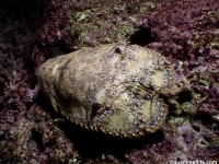 Parribacus antarcticus