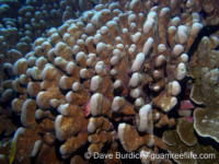 Pavona clavus