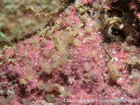 Perophora cf. japonica