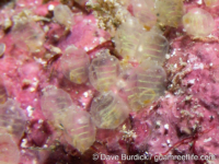 Perophora cf. japonica