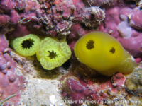 Phallusia julinea (left) and Rhopalaea crassa (right)