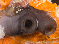 Phallusia philippinensis