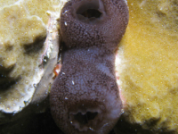 Phallusia philippinensis