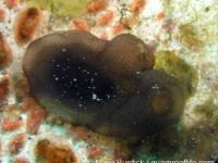 Phallusia philippinensis