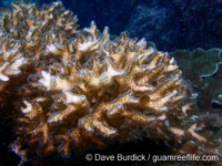 Pocillopora acuta