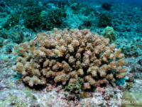 Pocillopora ankeli