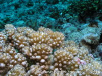 Pocillopora ankeli