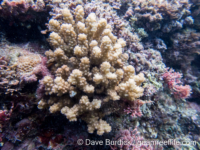 Pocillopora cf. bairdi