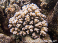 Pocillopora brevicornis sensu Veron?