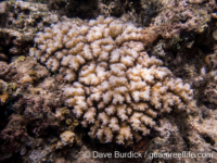 Pocillopora brevicornis sensu Veron?