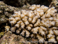 Pocillopora brevicornis sensu Veron?