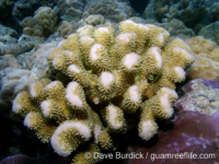 Pocillopora cf. grandis