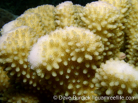 Pocillopora cf. grandis