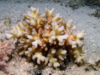 Pocillopora damicornis