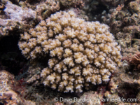 Pocillopora damicornis