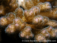 Pocillopora damicornis