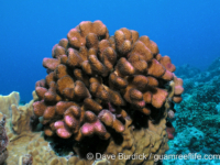 Pocillopora elegans