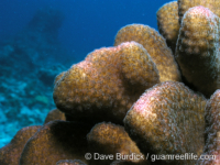 Pocillopora elegans