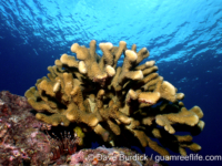 Pocillopora grandis