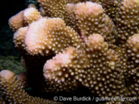 Pocillopora grandis