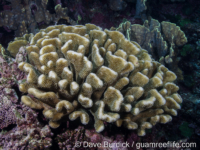 Pocillopora grandis