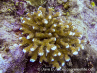 Pocillopora kelleheri