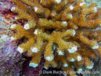 Pocillopora kelleheri