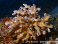 Pocillopora kelleheri